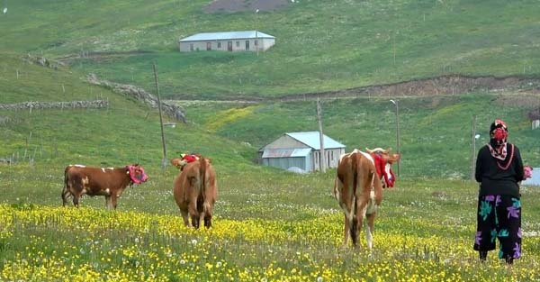 Karadeniz'de yayla göçü geleneği yaşatılıyor 13