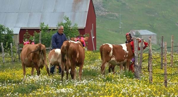 Karadeniz'de yayla göçü geleneği yaşatılıyor 11