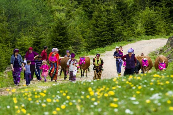 Karadeniz'de yayla göçü geleneği yaşatılıyor 15