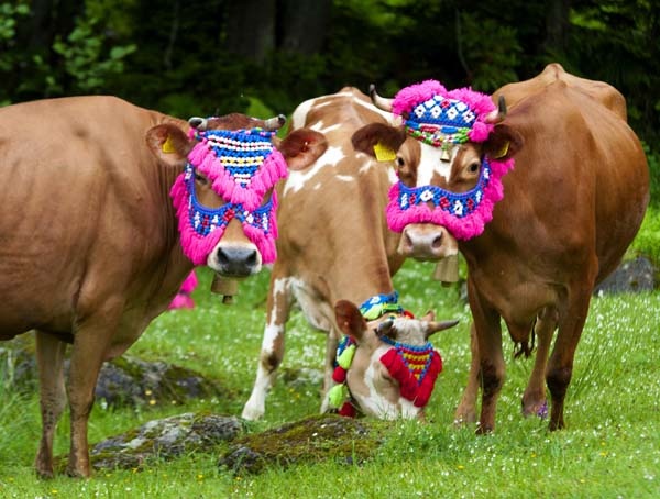 Karadeniz'de yayla göçü geleneği yaşatılıyor 12
