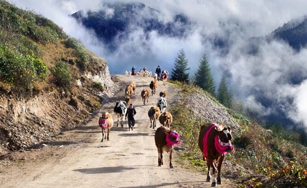 Karadeniz'de yayla göçü geleneği yaşatılıyor 14