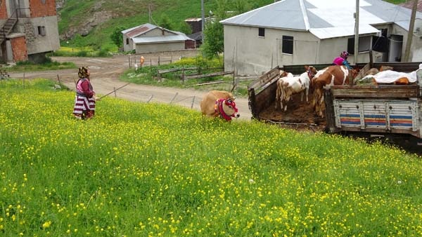Karadeniz'de yayla göçü geleneği yaşatılıyor 7