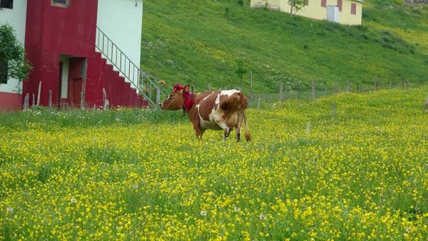 Karadeniz'de yayla göçü geleneği yaşatılıyor 9