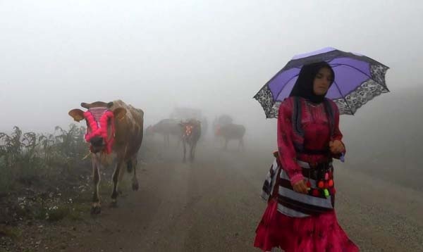 Karadeniz'de yayla göçü geleneği yaşatılıyor 2