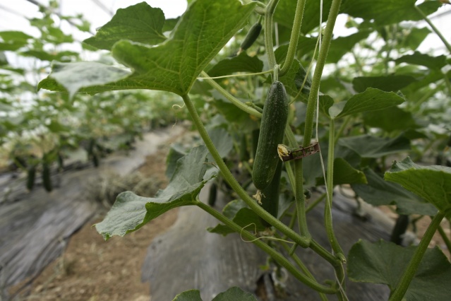 Gümüşhane'de üretip, Trabzon'da satıyorlar 3