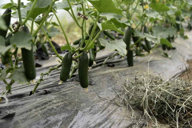 Gümüşhane'de üretip, Trabzon'da satıyorlar 6