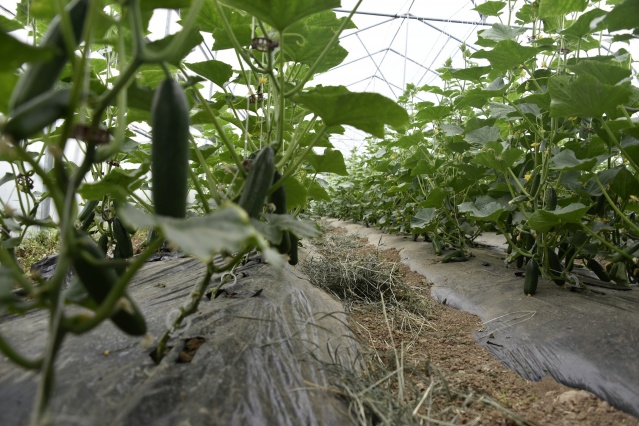 Gümüşhane'de üretip, Trabzon'da satıyorlar 7
