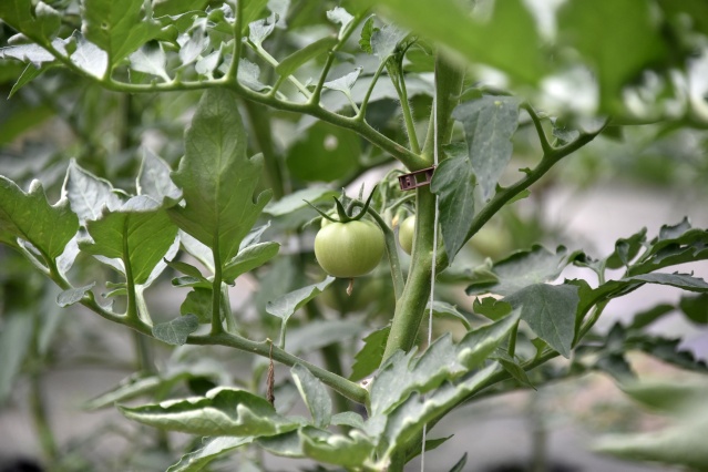 Gümüşhane'de üretip, Trabzon'da satıyorlar 4