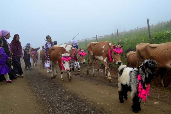 Trabzon'da yayla göçü başladı 2