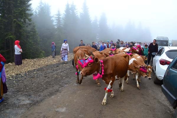 Trabzon'da yayla göçü başladı 5