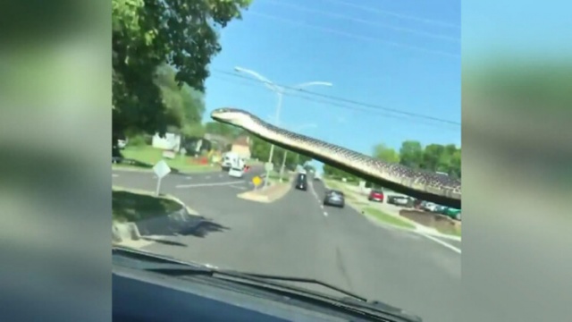 Yolda inanılmaz anlar! Bir anda ortaya çıkan yılan... 3