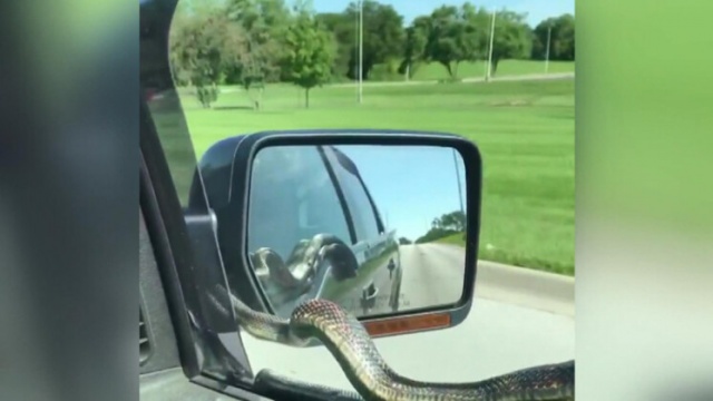 Yolda inanılmaz anlar! Bir anda ortaya çıkan yılan... 2