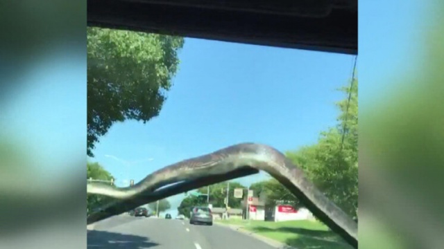 Yolda inanılmaz anlar! Bir anda ortaya çıkan yılan... 4