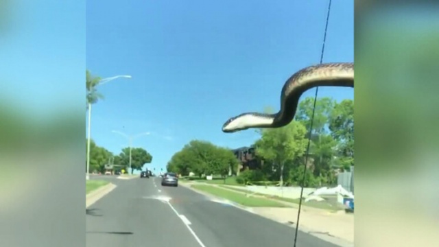 Yolda inanılmaz anlar! Bir anda ortaya çıkan yılan... 6