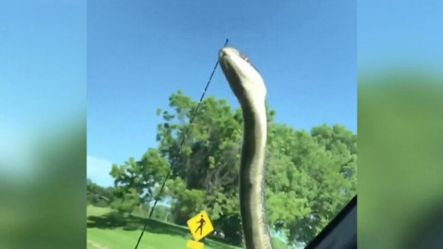 Yolda inanılmaz anlar! Bir anda ortaya çıkan yılan... 5