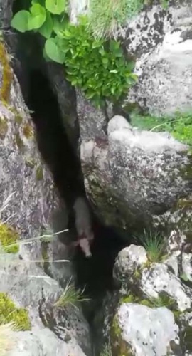 Düştüğü yerden çıkarmak için seferber oldular 4