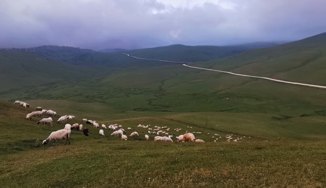 Karadeniz'de yeşile yolculuk başladı 6