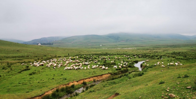 Karadeniz'de yeşile yolculuk başladı 9