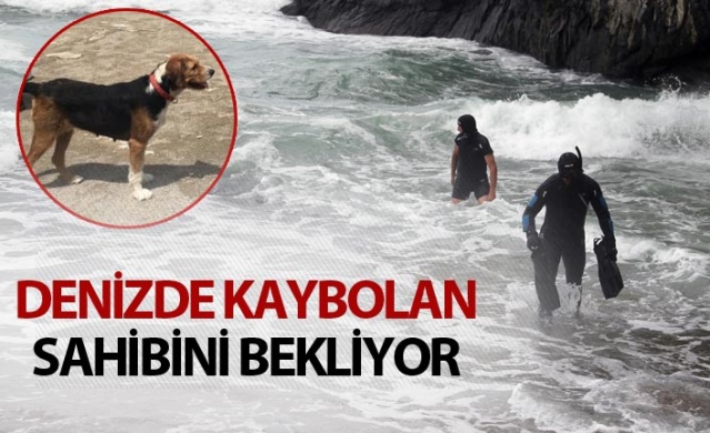 Kayıp öğretmenin köpeği sahilde sahibini bekliyor 1