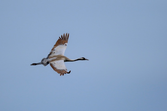 Kuşlar ölmesin diye bakın ne yaptılar? 10