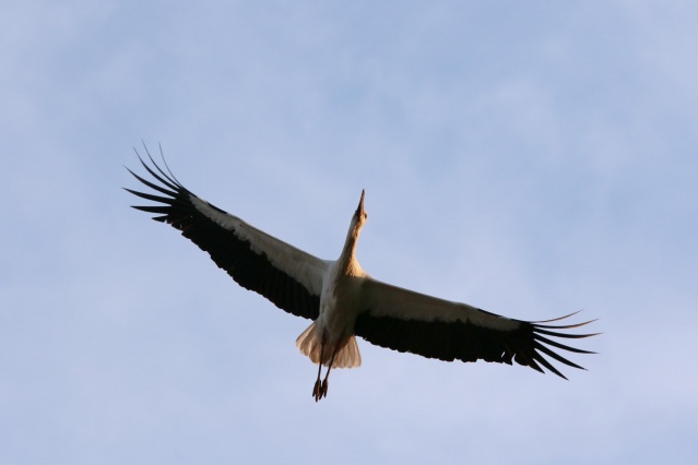Kuşlar ölmesin diye bakın ne yaptılar? 5