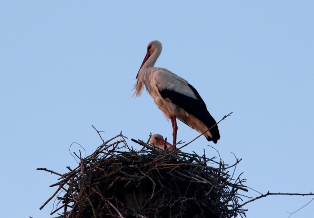 Kuşlar ölmesin diye bakın ne yaptılar? 8