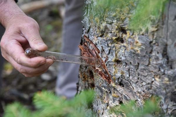 Dumansız yangınla biyoteknik mücadele 3