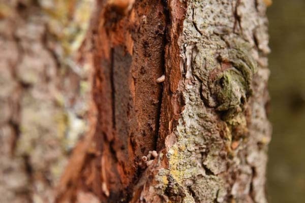 Dumansız yangınla biyoteknik mücadele 8