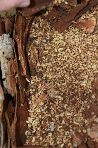 Dumansız yangınla biyoteknik mücadele 7