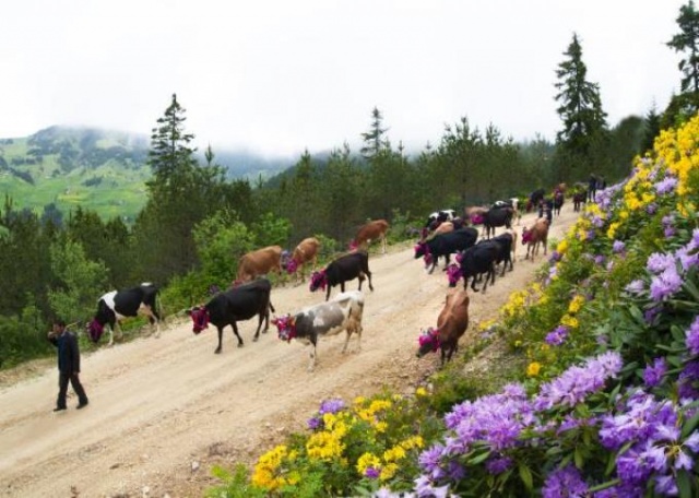 Karadeniz'in bitmeyen geleneği 14