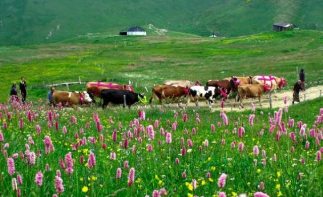 Karadeniz'in bitmeyen geleneği 12