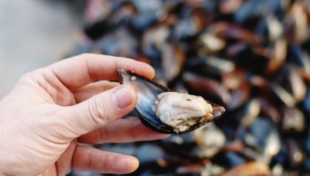 Bu besinler yedikçe mutlu ediyor 5