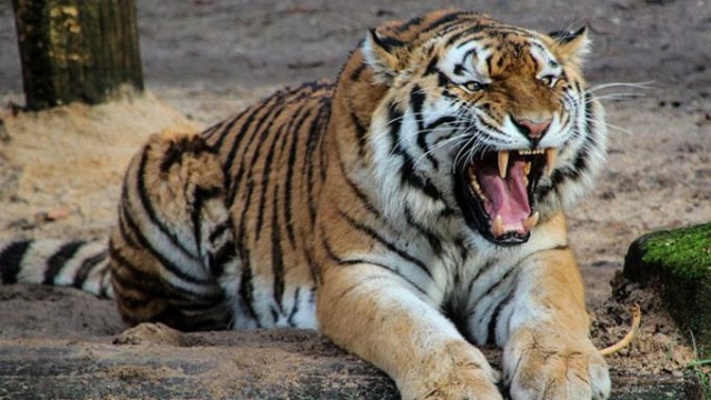 Sirkte kaplan dehşeti 3