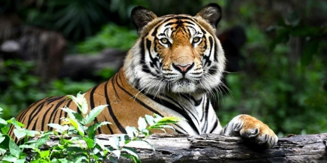 Sirkte kaplan dehşeti 4