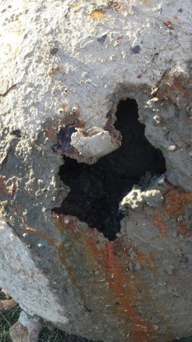 Balıkçıların ağına takılan şok etti 5