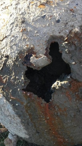 Balıkçıların ağına takılan şok etti 9