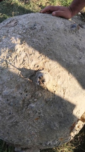 Balıkçıların ağına takılan şok etti 3