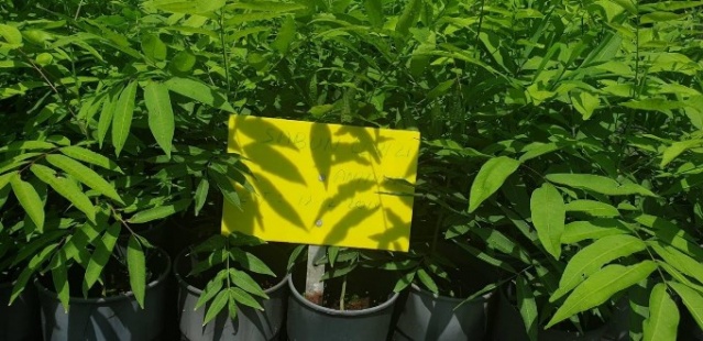 Himalayalar'dan Trabzon'a...Sabun Cevizi üretimine başlandı. 2