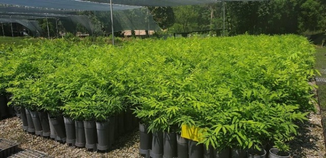 Himalayalar'dan Trabzon'a...Sabun Cevizi üretimine başlandı. 4