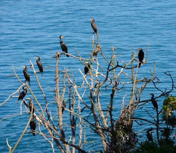 Amazon kadınları ve Herkül Karadeniz'deydi... 25