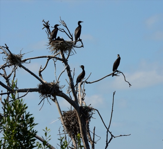 Amazon kadınları ve Herkül Karadeniz'deydi... 6