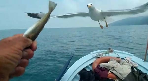 Rizeli balıkçının hayvanlarla dostluğu dikkat çekiyor 2