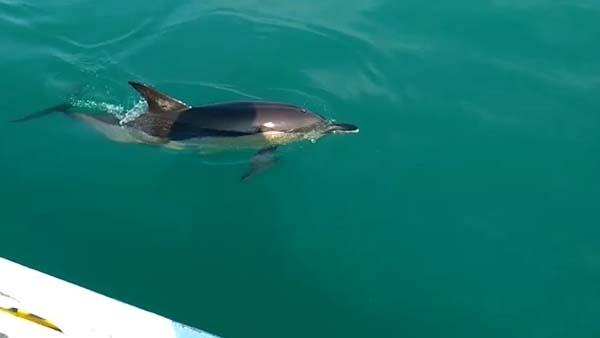 Rizeli balıkçının hayvanlarla dostluğu dikkat çekiyor 3