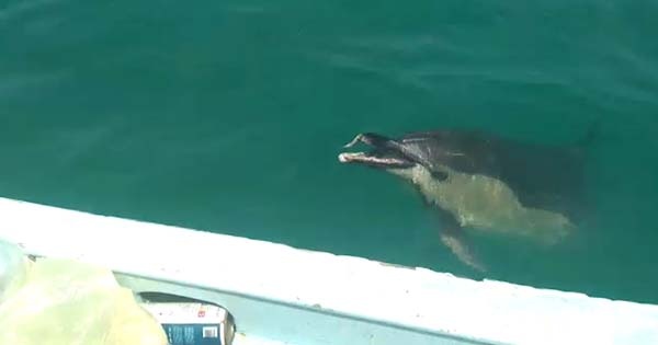 Rizeli balıkçının hayvanlarla dostluğu dikkat çekiyor 5