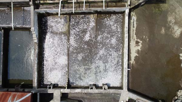 Trabzon'da 150 bin balık telef oldu, 300 bin TL’lik zarar oluştu 4