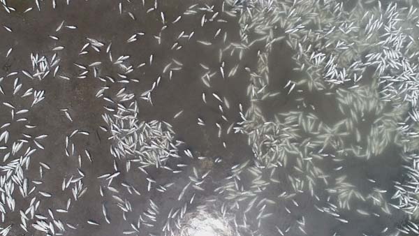 Trabzon'da 150 bin balık telef oldu, 300 bin TL’lik zarar oluştu 2