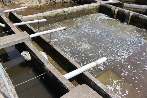 Trabzon'da 150 bin balık telef oldu, 300 bin TL’lik zarar oluştu 14