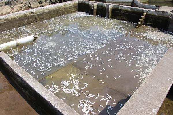 Trabzon'da 150 bin balık telef oldu, 300 bin TL’lik zarar oluştu 7