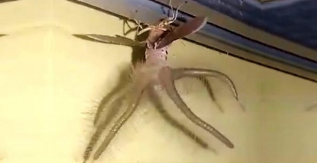 Evin içinde ortaya çıkan yaratık korkuttu! 3