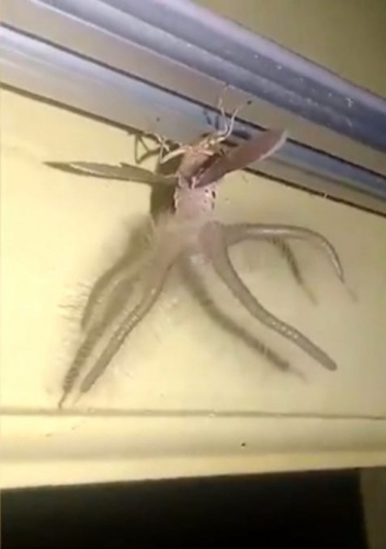 Evin içinde ortaya çıkan yaratık korkuttu! 2